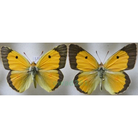 Colias croceus (Geoffroy, 1785) 2xmale Szlaczkoń sylwetnik Croatia13f